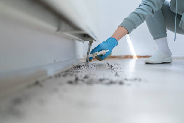 Best Wasp Removal Services  in St Bernard, OH